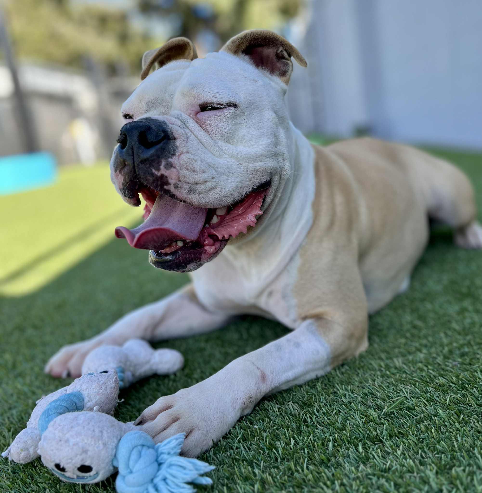 Daisy **Courtesy Post. Out of town pet. See below for details**