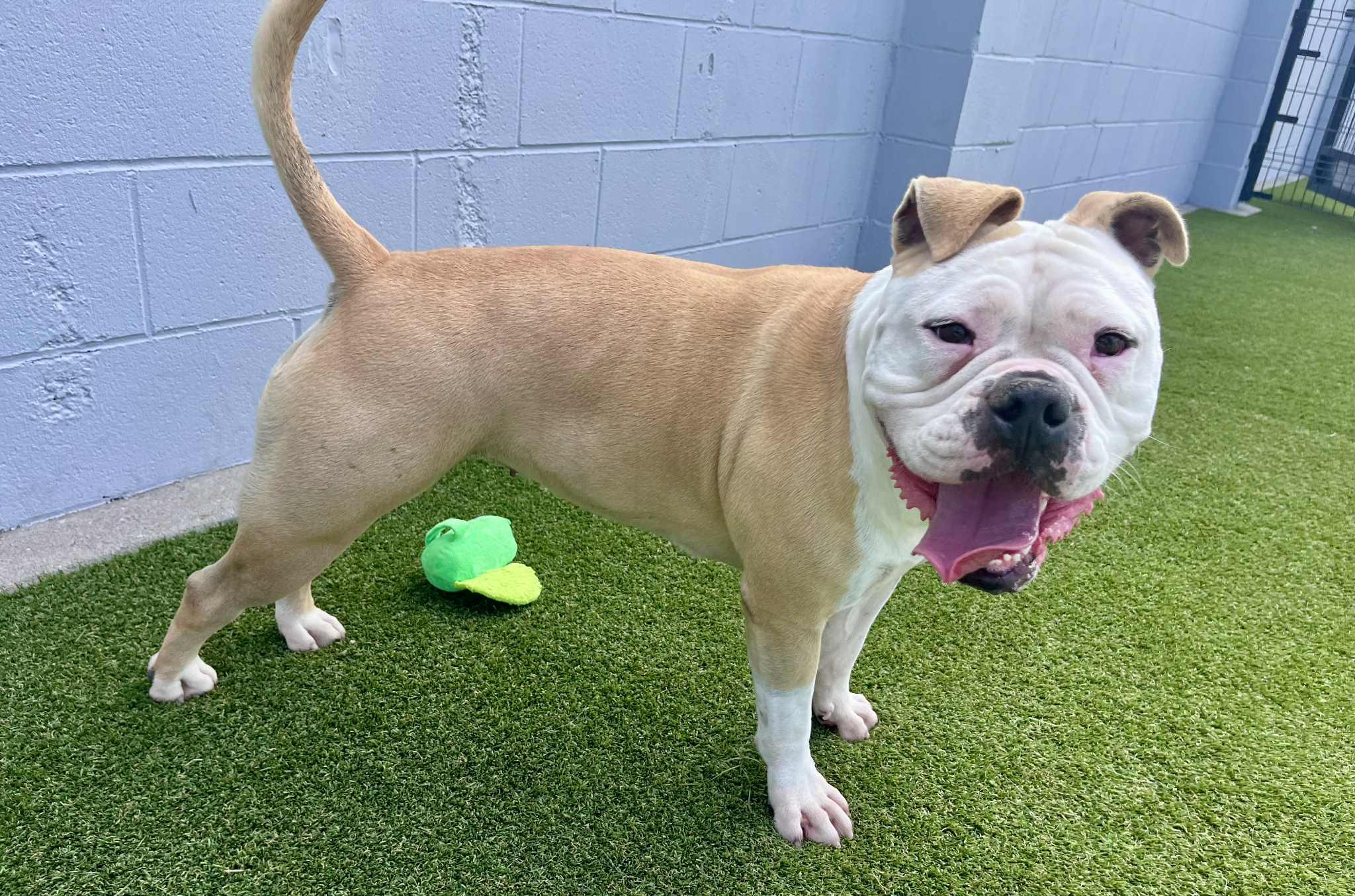 Daisy **Courtesy Post. Out of town pet. See below for details**