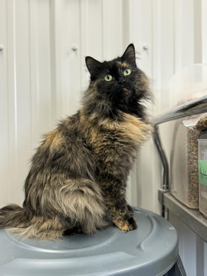 Enlarge Vixen , an adopted Domestic Medium Hair in Medicine Hat, AB image 1/1