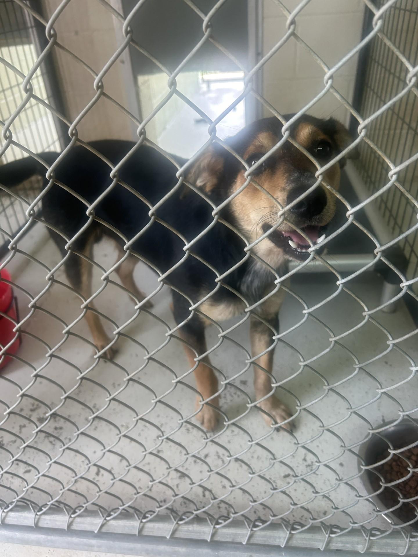 Angus, ADOPTABLE, Young Male Treeing Walker Coonhound & Mixed Breed.