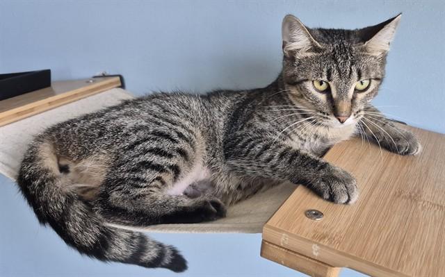 NICKY, Adoptable, Young Female Domestic Short Hair.