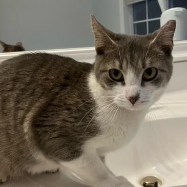 Enlarge Felicia, a Adoptable Domestic Short Hair in Atlanta, GA image 1/3