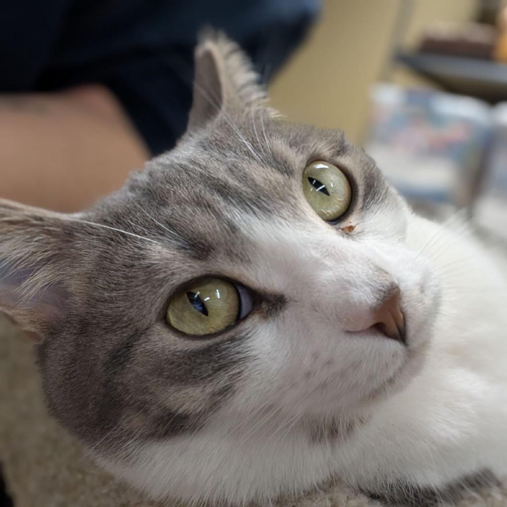 Enlarge Felicia, a Adoptable Domestic Short Hair in Atlanta, GA image 2/4