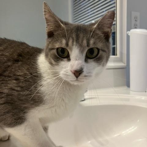 Enlarge Felicia, a Adoptable Domestic Short Hair in Atlanta, GA image 2/3