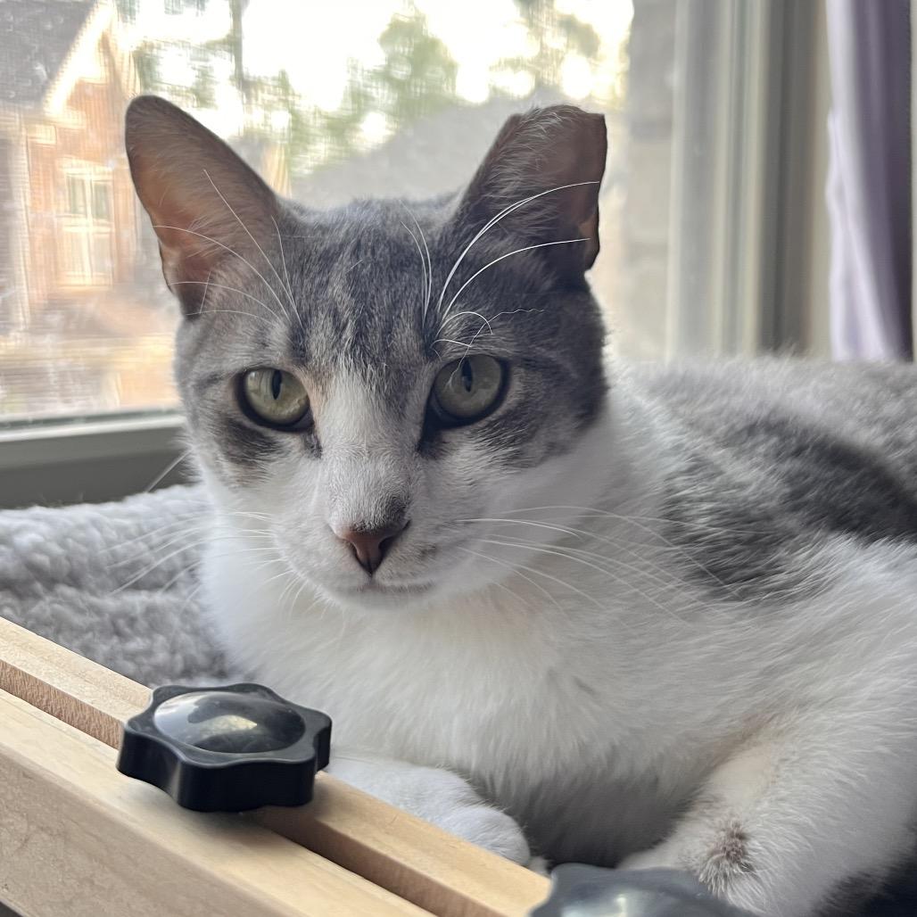 Enlarge Felicia, a Adoptable Domestic Short Hair in Atlanta, GA image 3/3