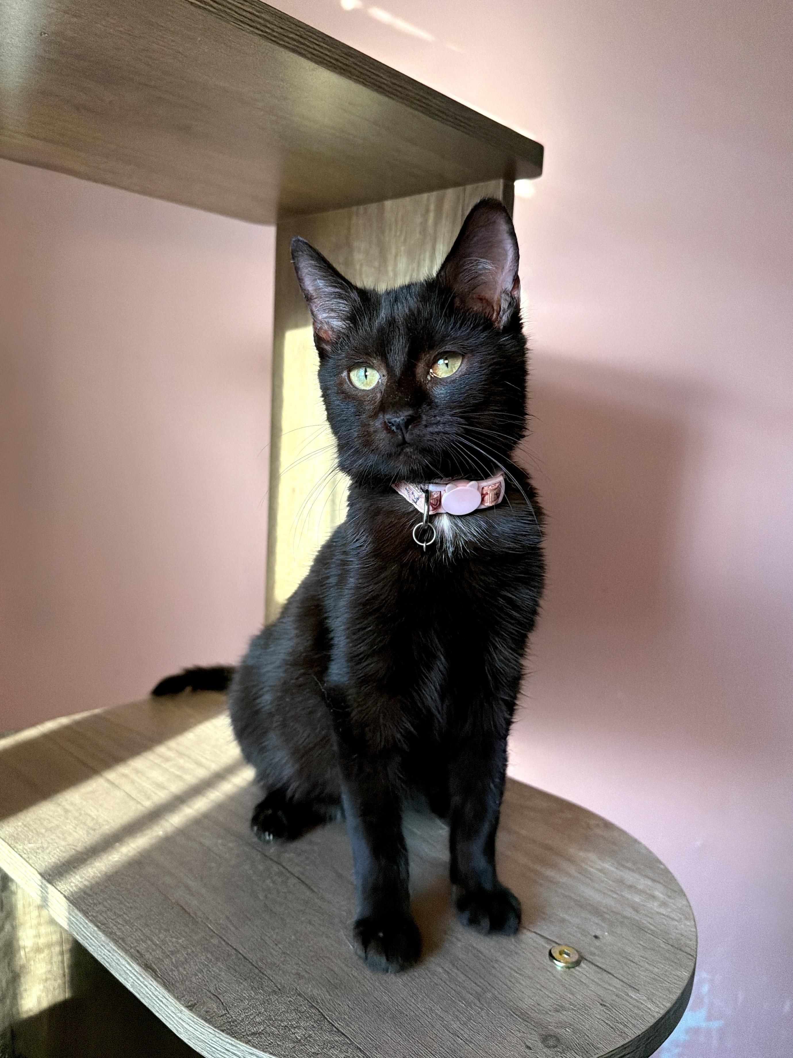 CINDY, adopted, Kitten Female Domestic Short Hair.