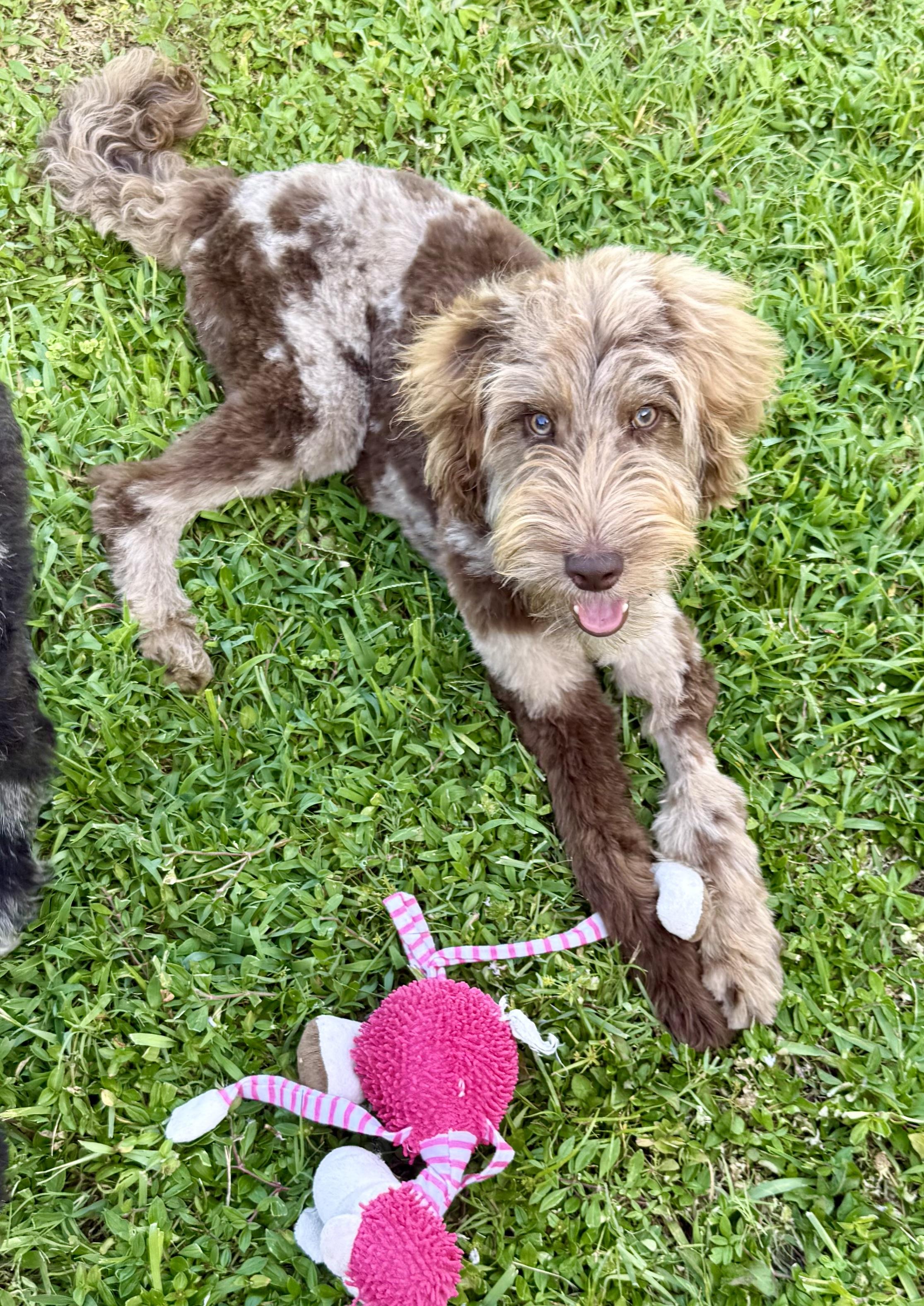 Hypoallergenic Labradoodle Puppy Boy Bisc, ADOPTABLE, Puppy Male Labradoodle.