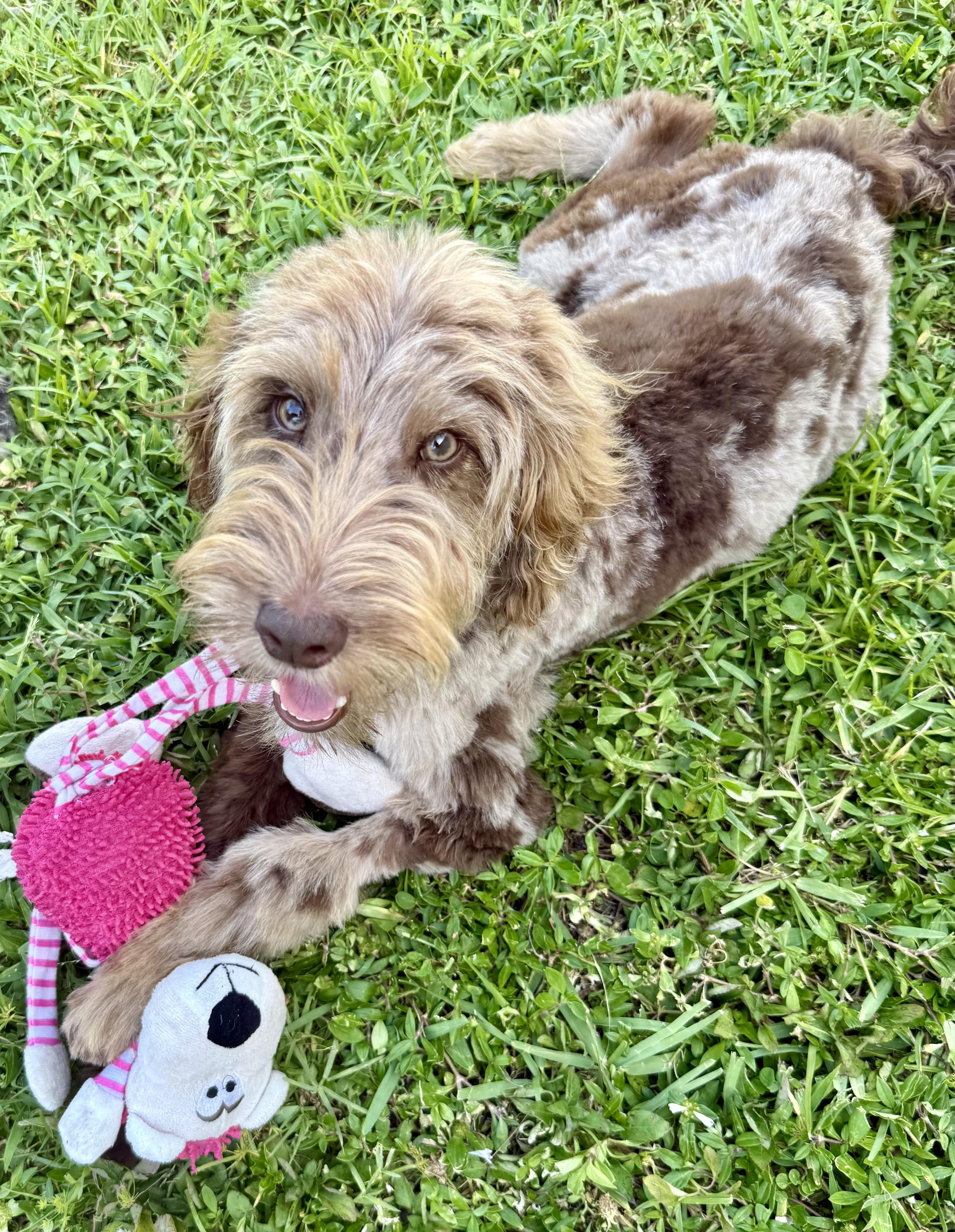 Enlarge Hypoallergenic Labradoodle Puppy Boy Bisc, a ADOPTABLE Labradoodle in Boca Raton, FL image 2/6