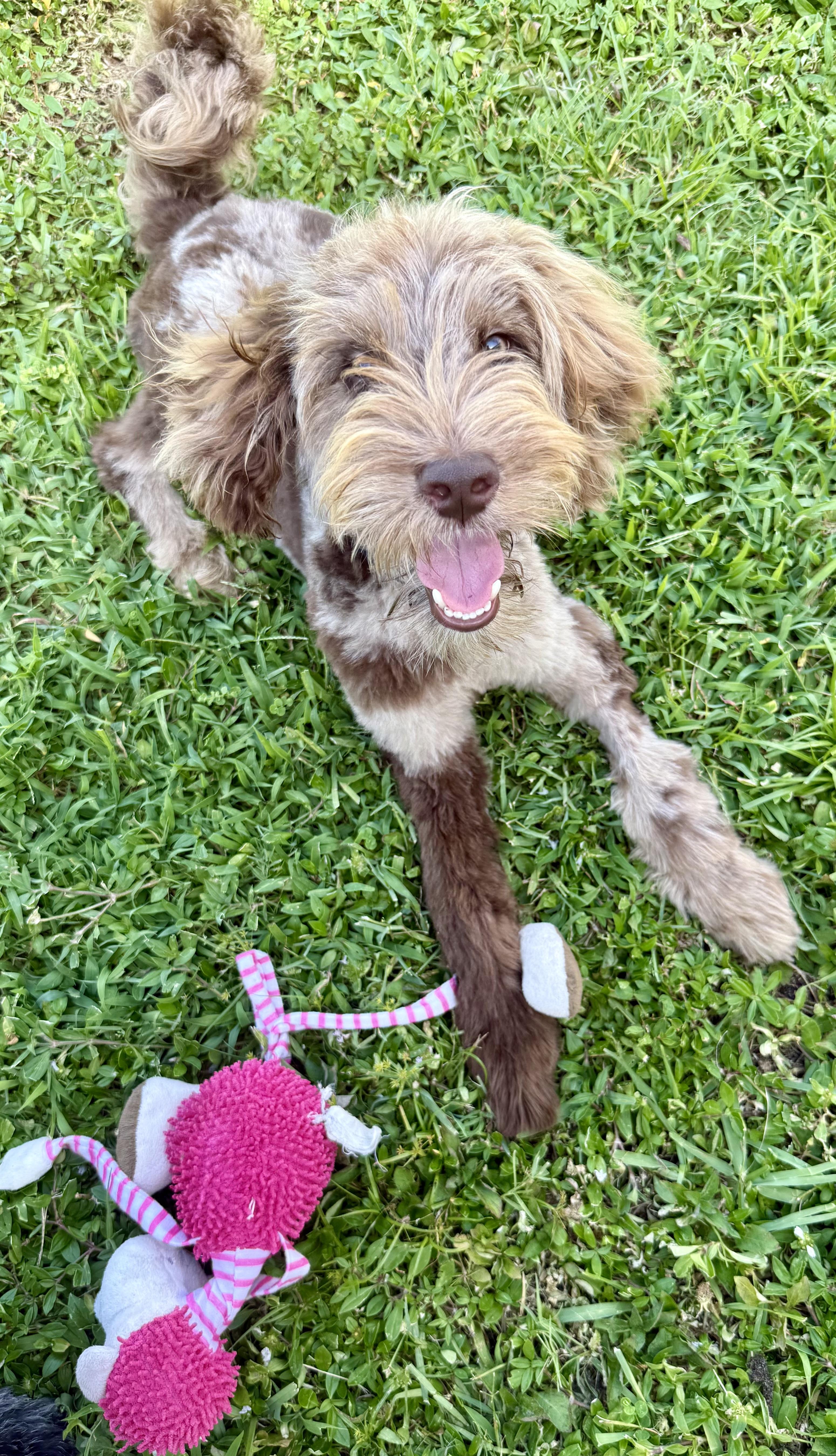 Enlarge Hypoallergenic Labradoodle Puppy Boy Bisc, a ADOPTABLE Labradoodle in Boca Raton, FL image 3/6