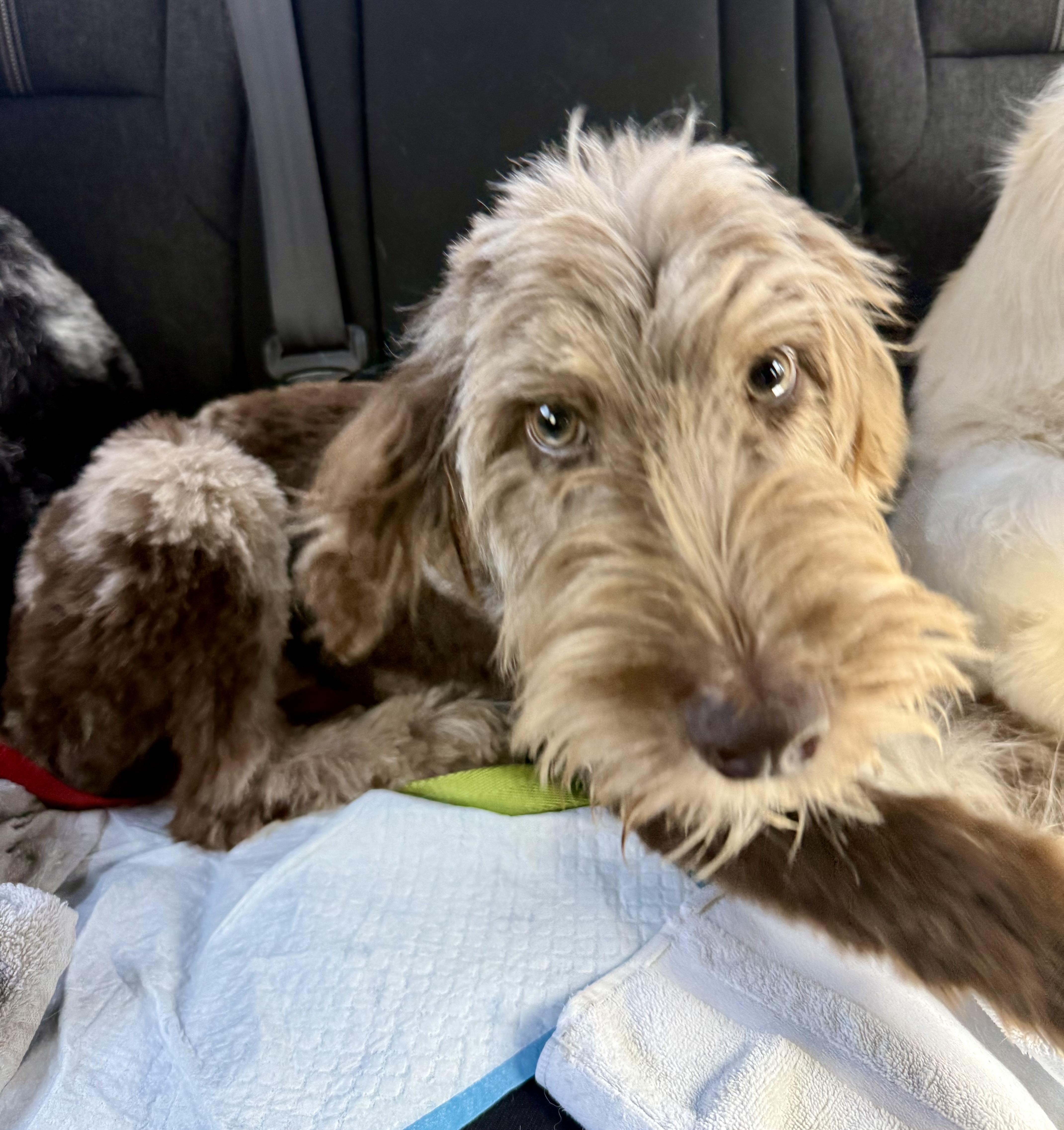 Enlarge Hypoallergenic Labradoodle Puppy Boy Bisc, a ADOPTABLE Labradoodle in Boca Raton, FL image 6/6