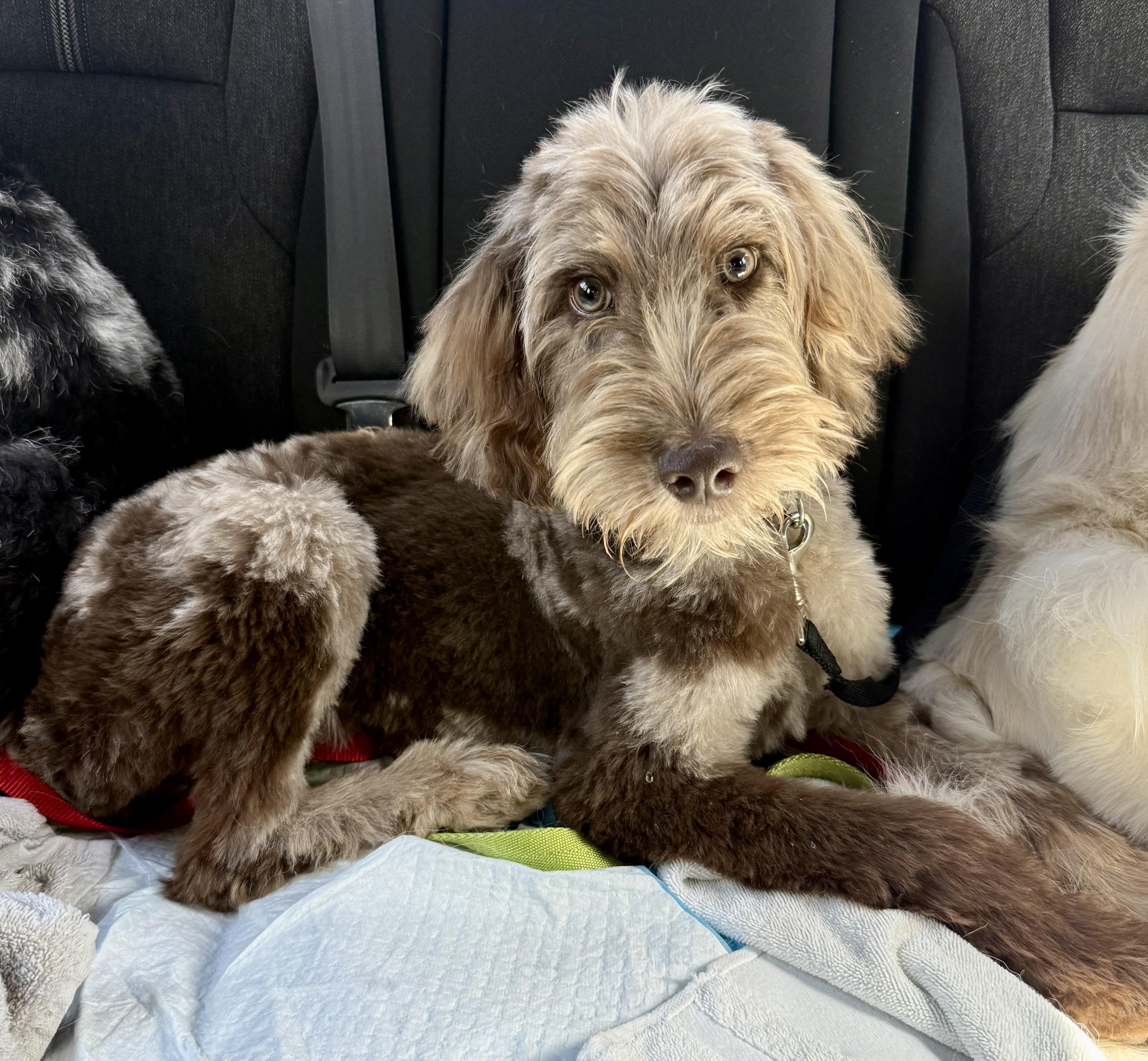 Enlarge Hypoallergenic Labradoodle Puppy Boy Bisc, a ADOPTABLE Labradoodle in Boca Raton, FL image 5/6