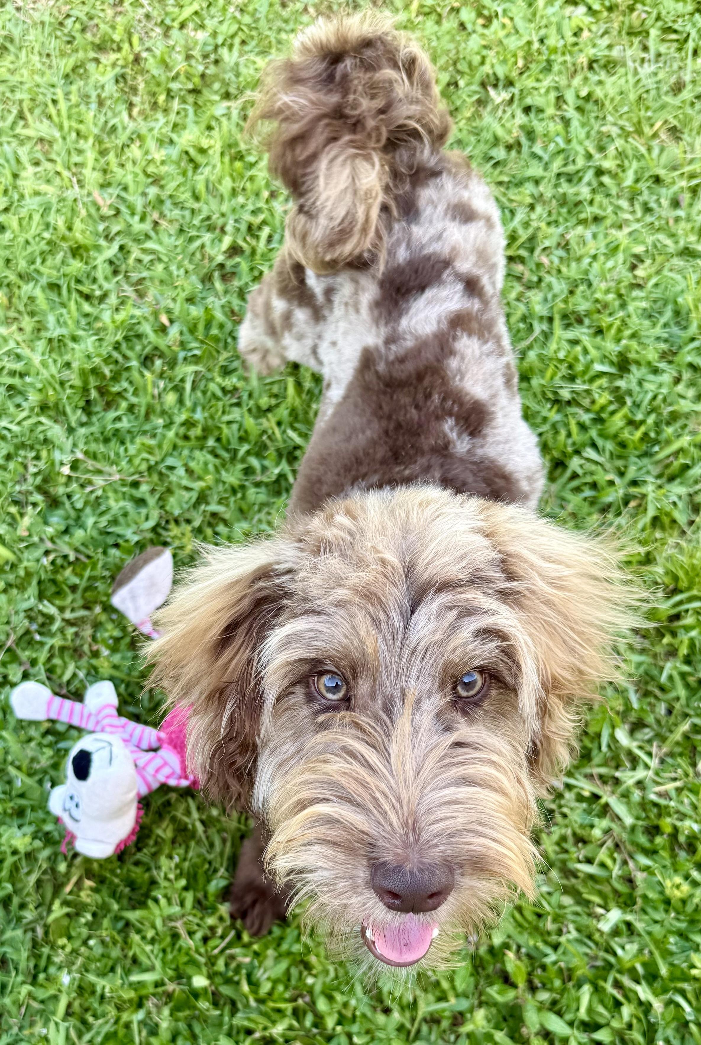 Enlarge Hypoallergenic Labradoodle Puppy Boy Bisc, a ADOPTABLE Labradoodle in Boca Raton, FL image 4/6