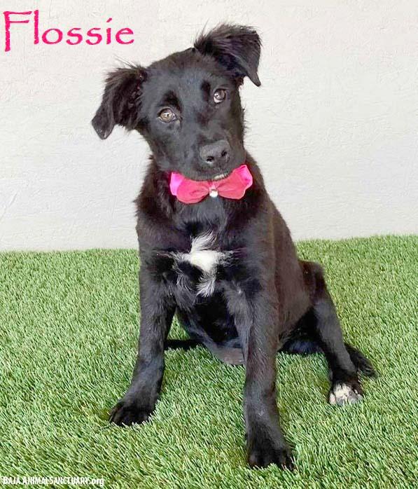 Flossie