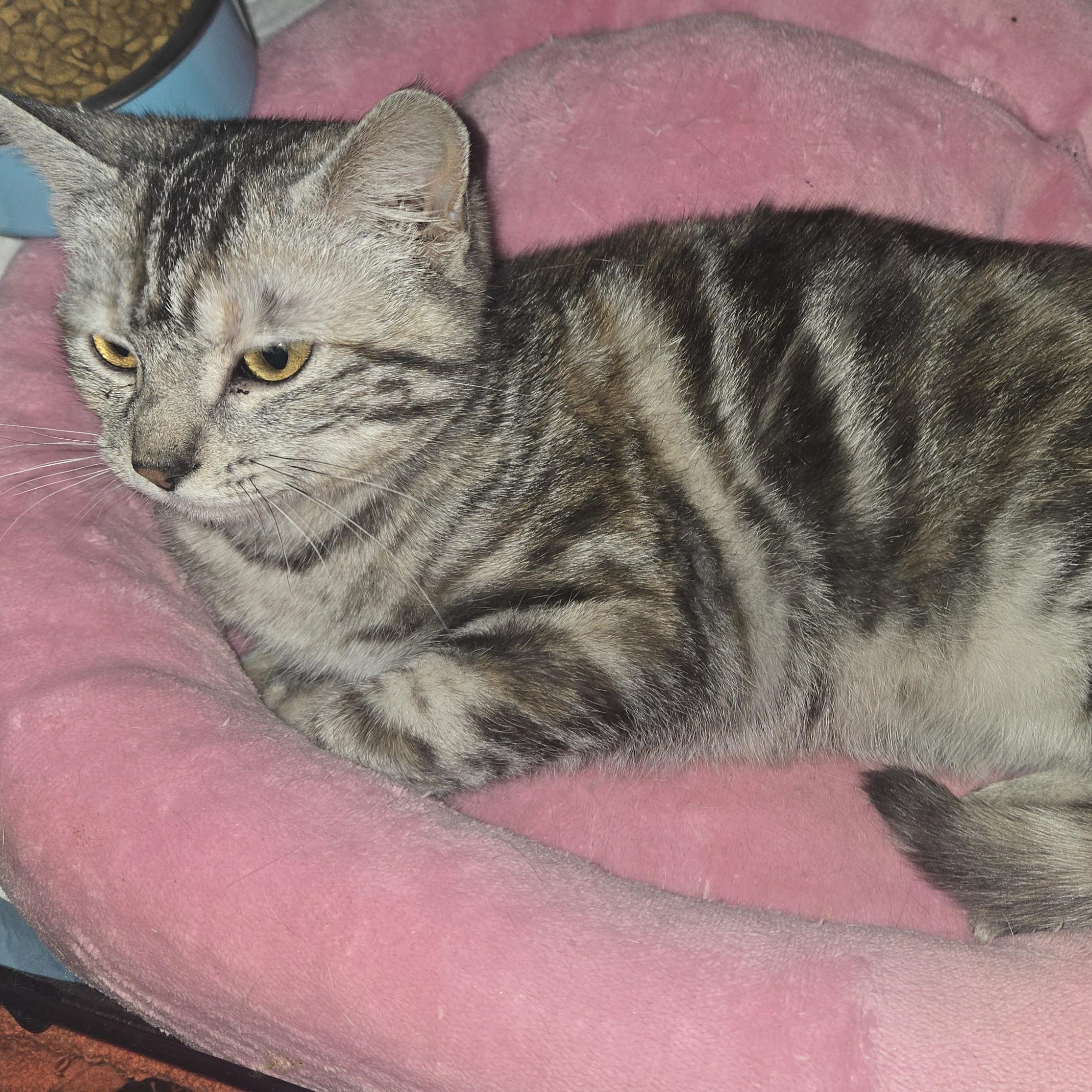 Enlarge Marbles, a ADOPTABLE Domestic Short Hair in Pittsburgh, PA image 4/6