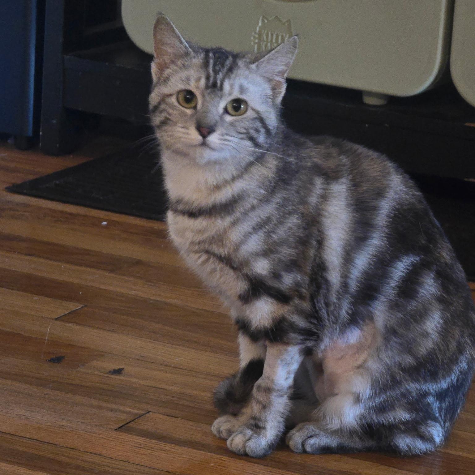 Enlarge Marbles, a ADOPTABLE Domestic Short Hair in Pittsburgh, PA image 2/6