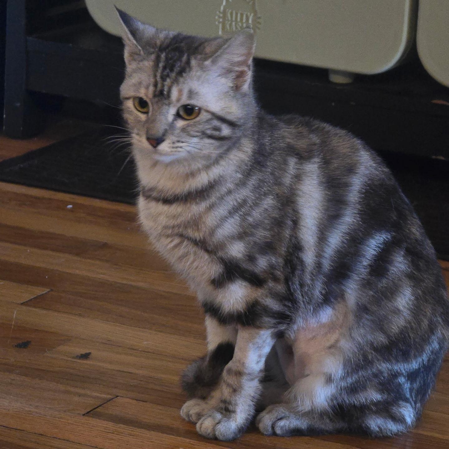 Enlarge Marbles, a ADOPTABLE Domestic Short Hair in Pittsburgh, PA image 3/6