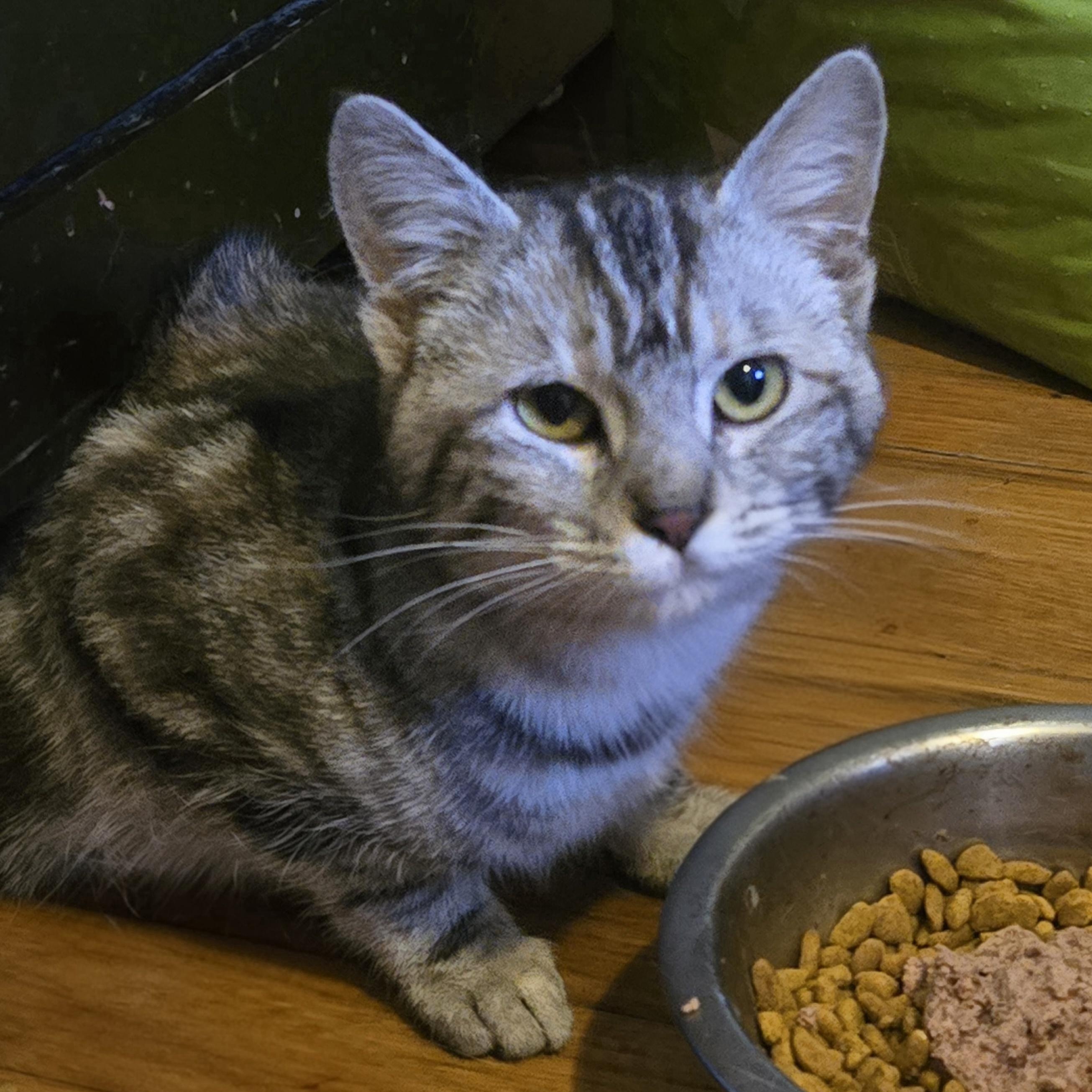 Enlarge Marbles, a ADOPTABLE Domestic Short Hair in Pittsburgh, PA image 5/6