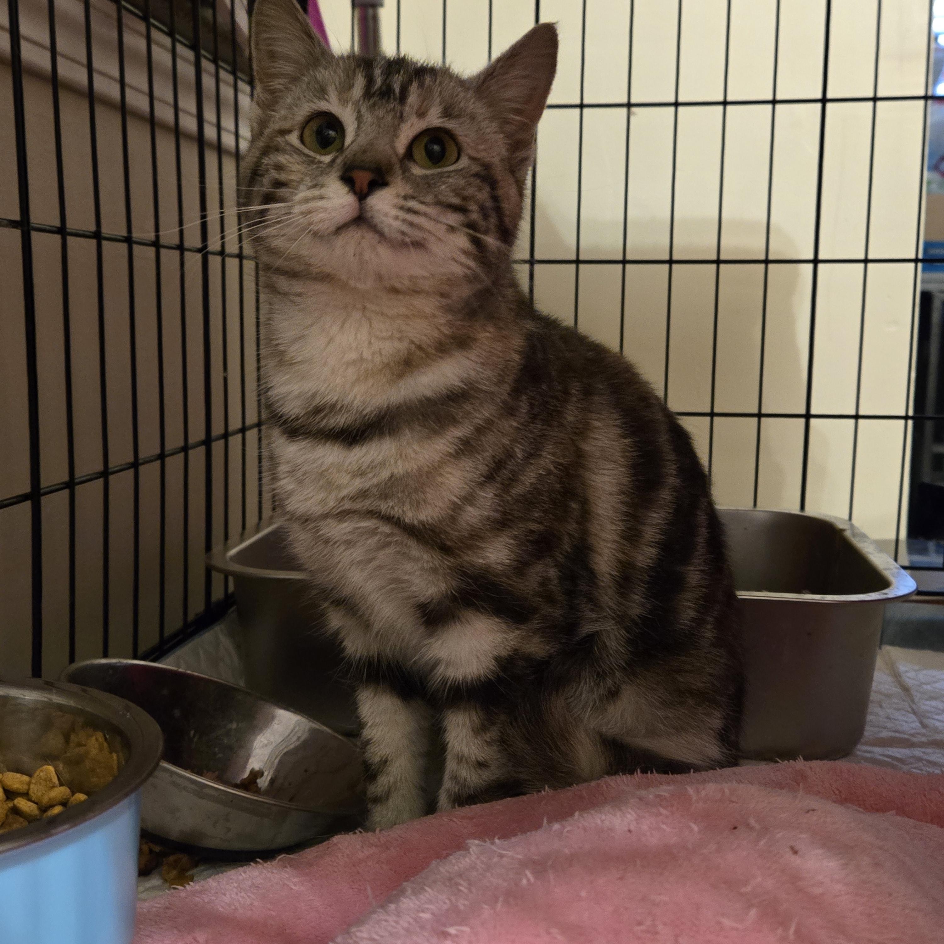 Enlarge Marbles, a ADOPTABLE Domestic Short Hair in Pittsburgh, PA image 6/6