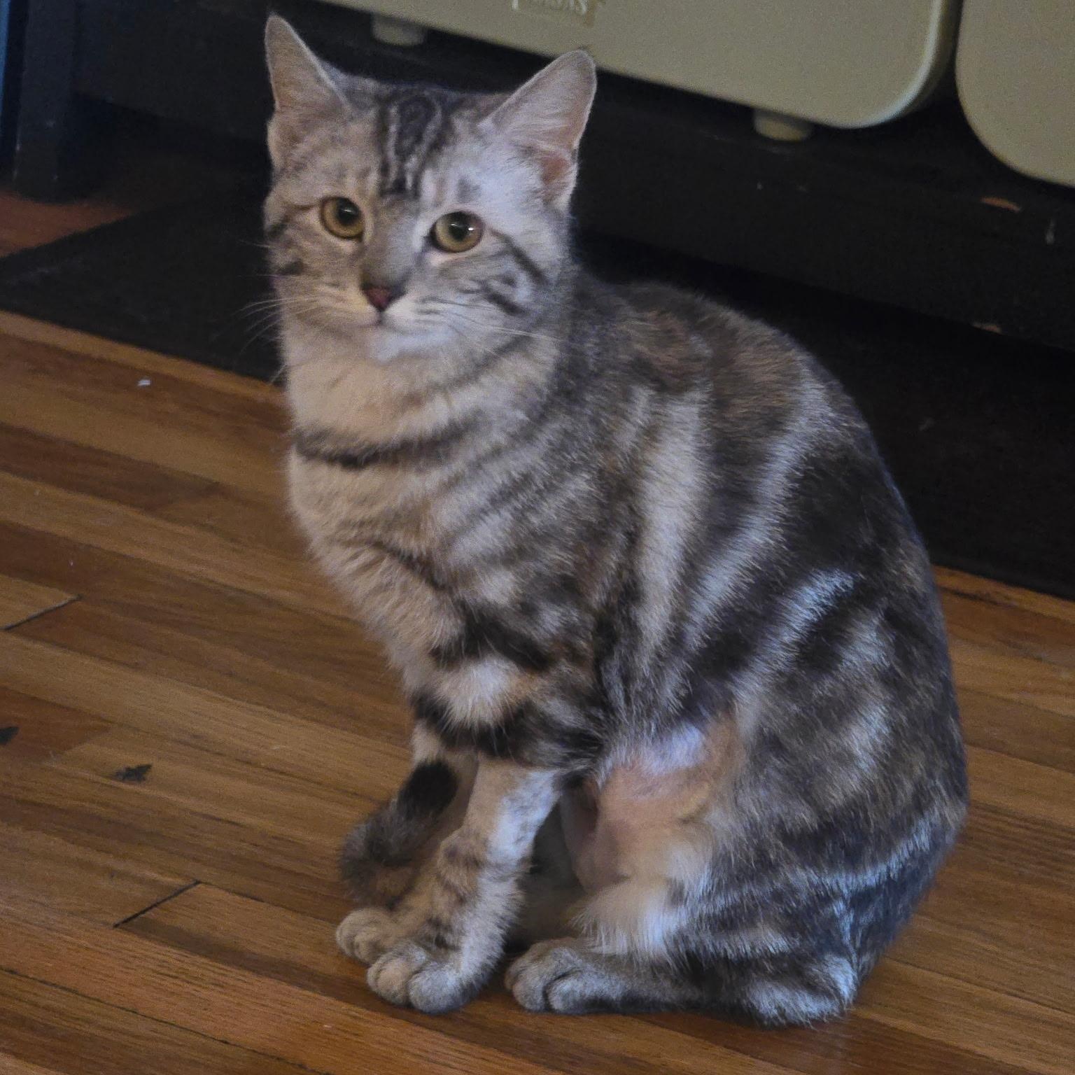 Marbles, ADOPTABLE, Adult Female Domestic Short Hair.