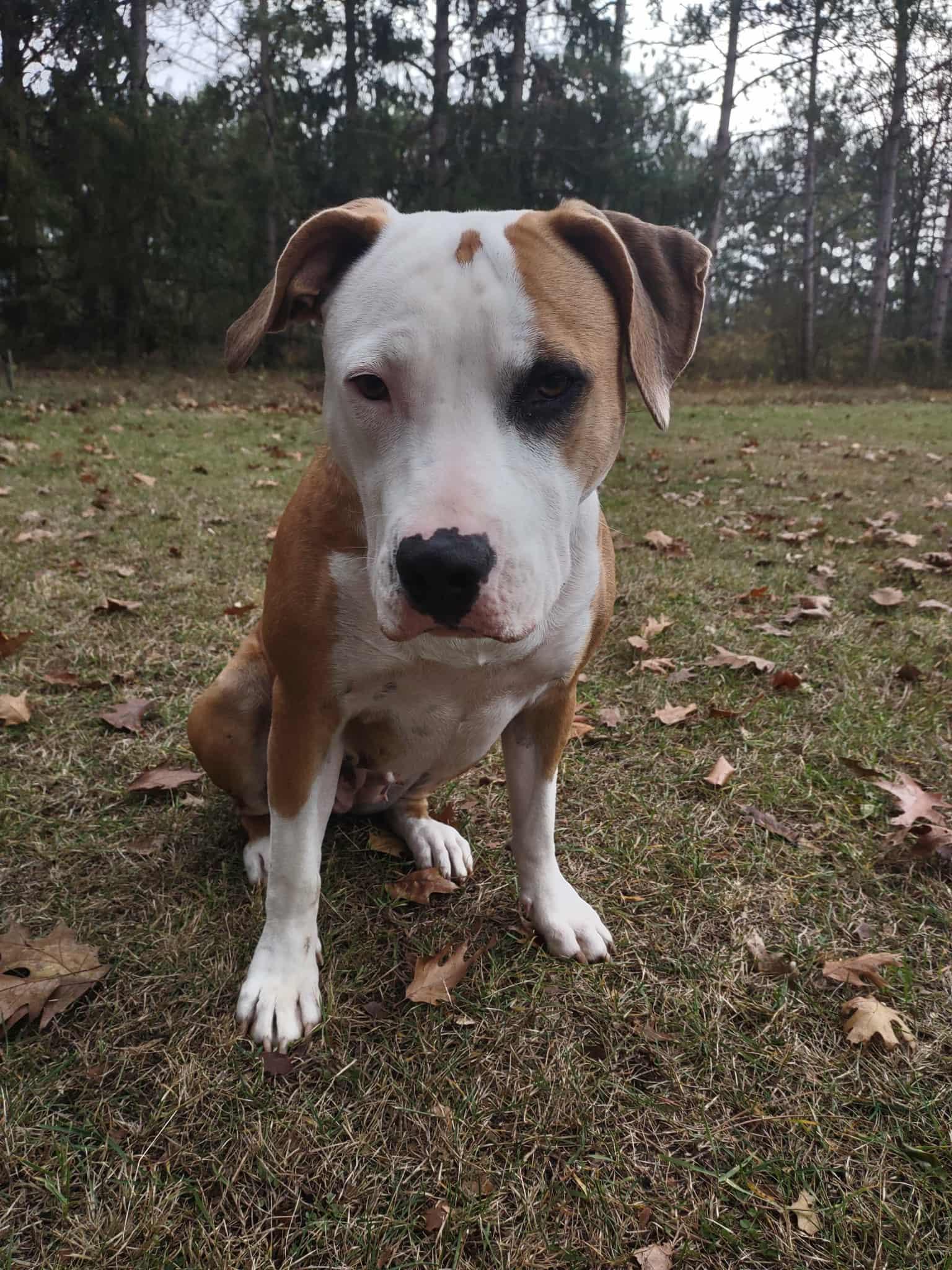 ESME $425, a Adoptable mixed breed in Milwaukee, WI image 4/6