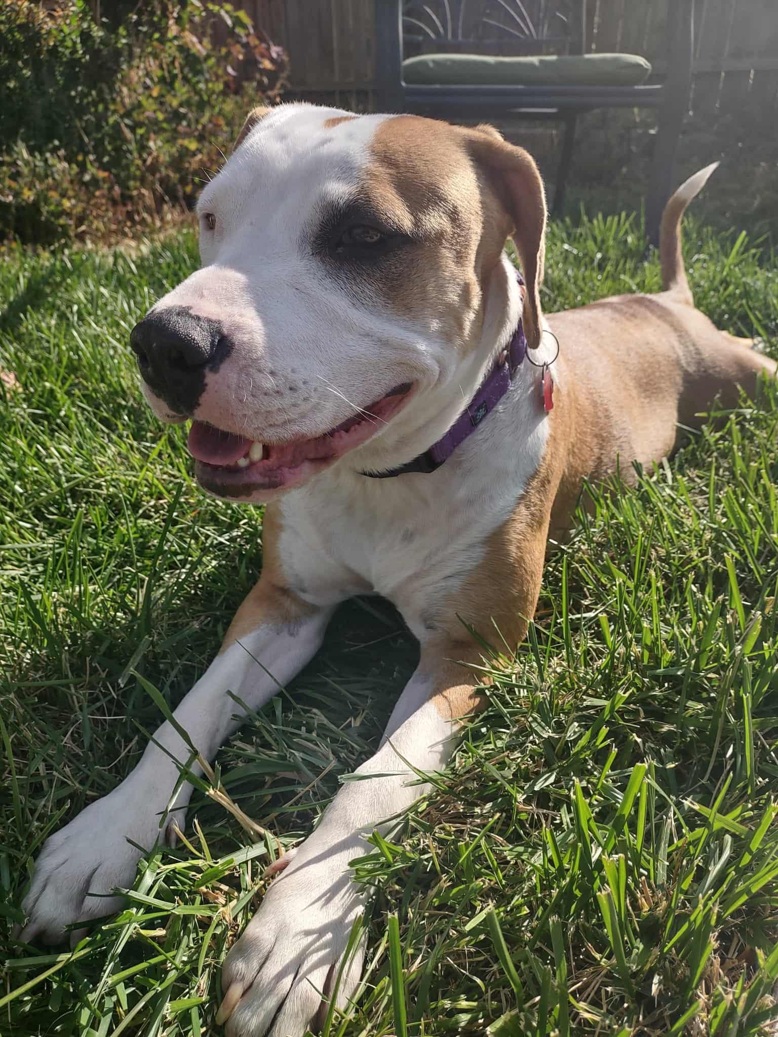 ESME $425, a Adoptable mixed breed in Milwaukee, WI image 5/6