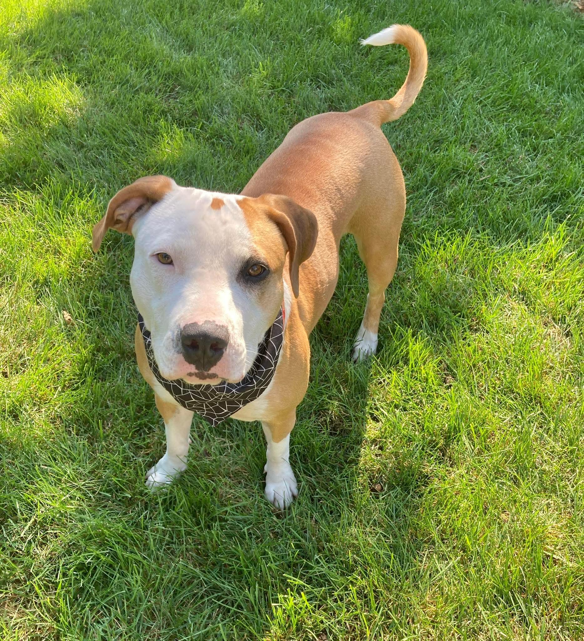 ESME $425, a Adoptable mixed breed in Milwaukee, WI image 6/6