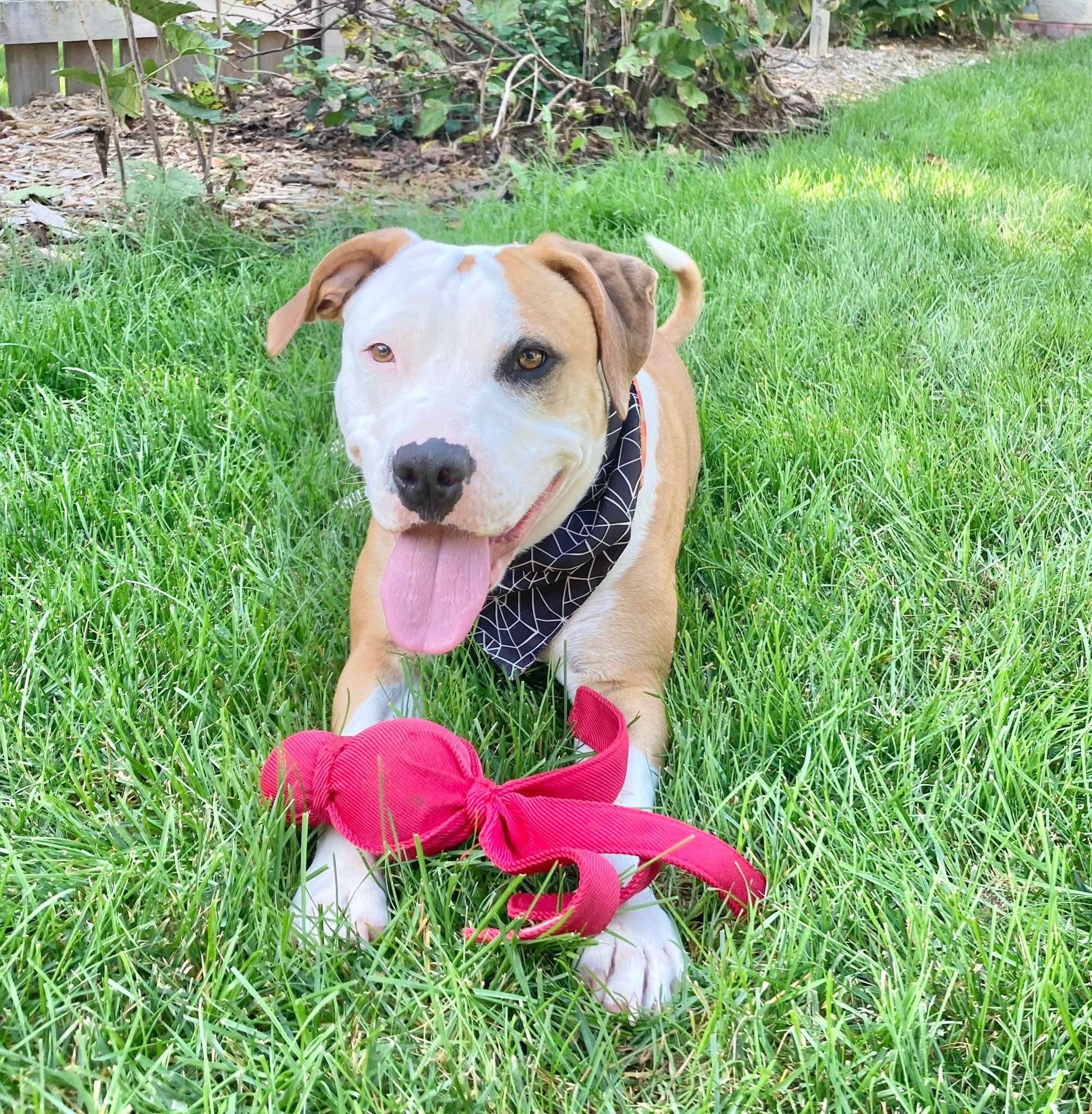 ESME $425, a Adoptable mixed breed in Milwaukee, WI image 2/6