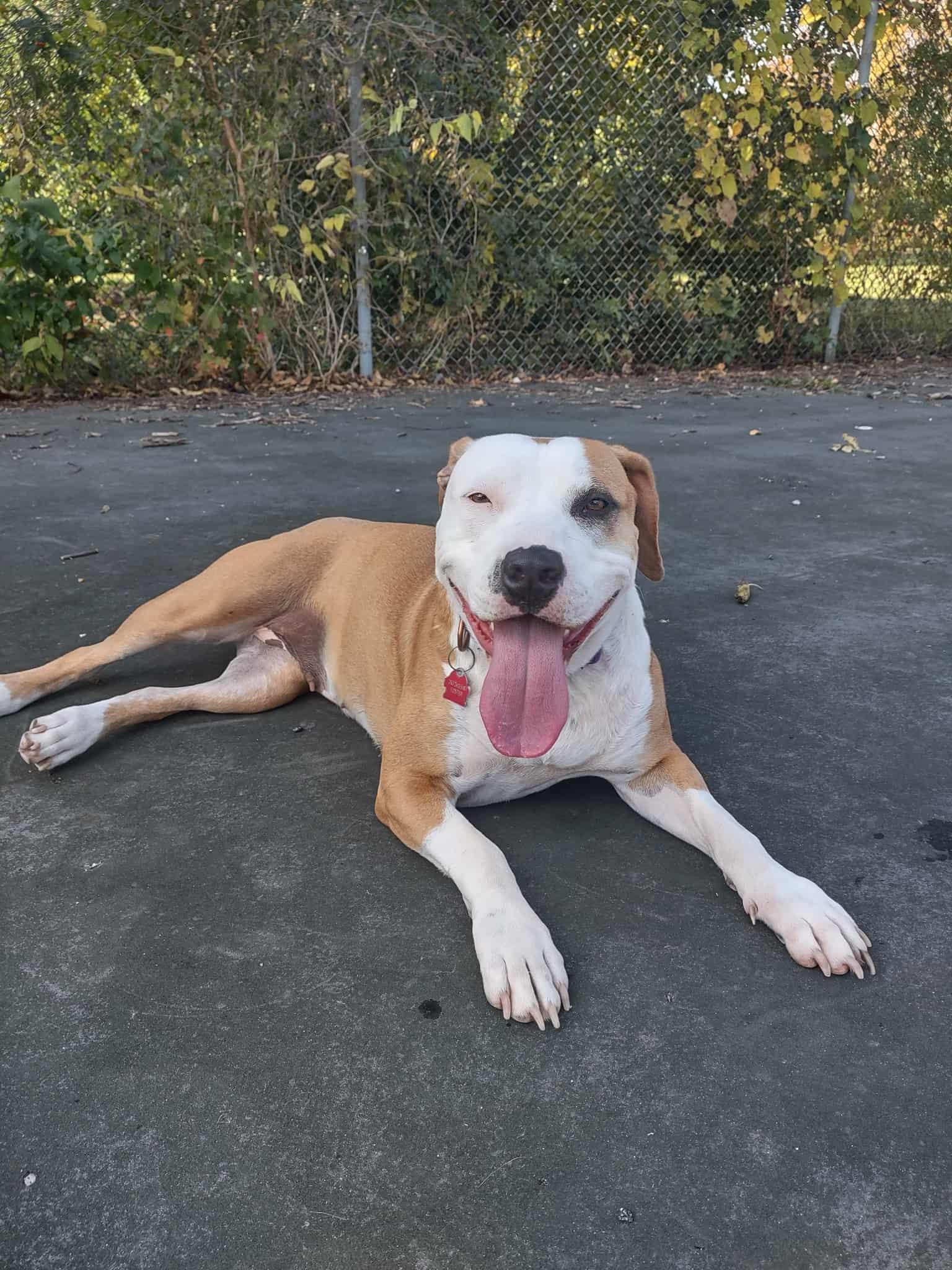 ESME $425, a Adoptable mixed breed in Milwaukee, WI image 1/6