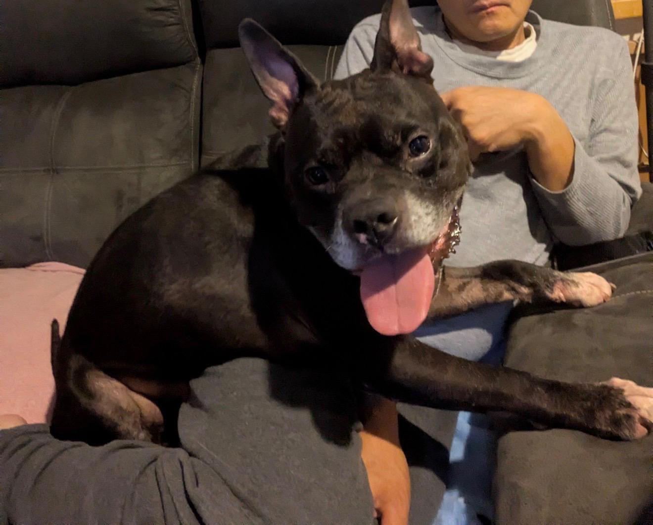 Enlarge COBRA KAI, a Adoptable mixed breed in New York, NY image 4/4