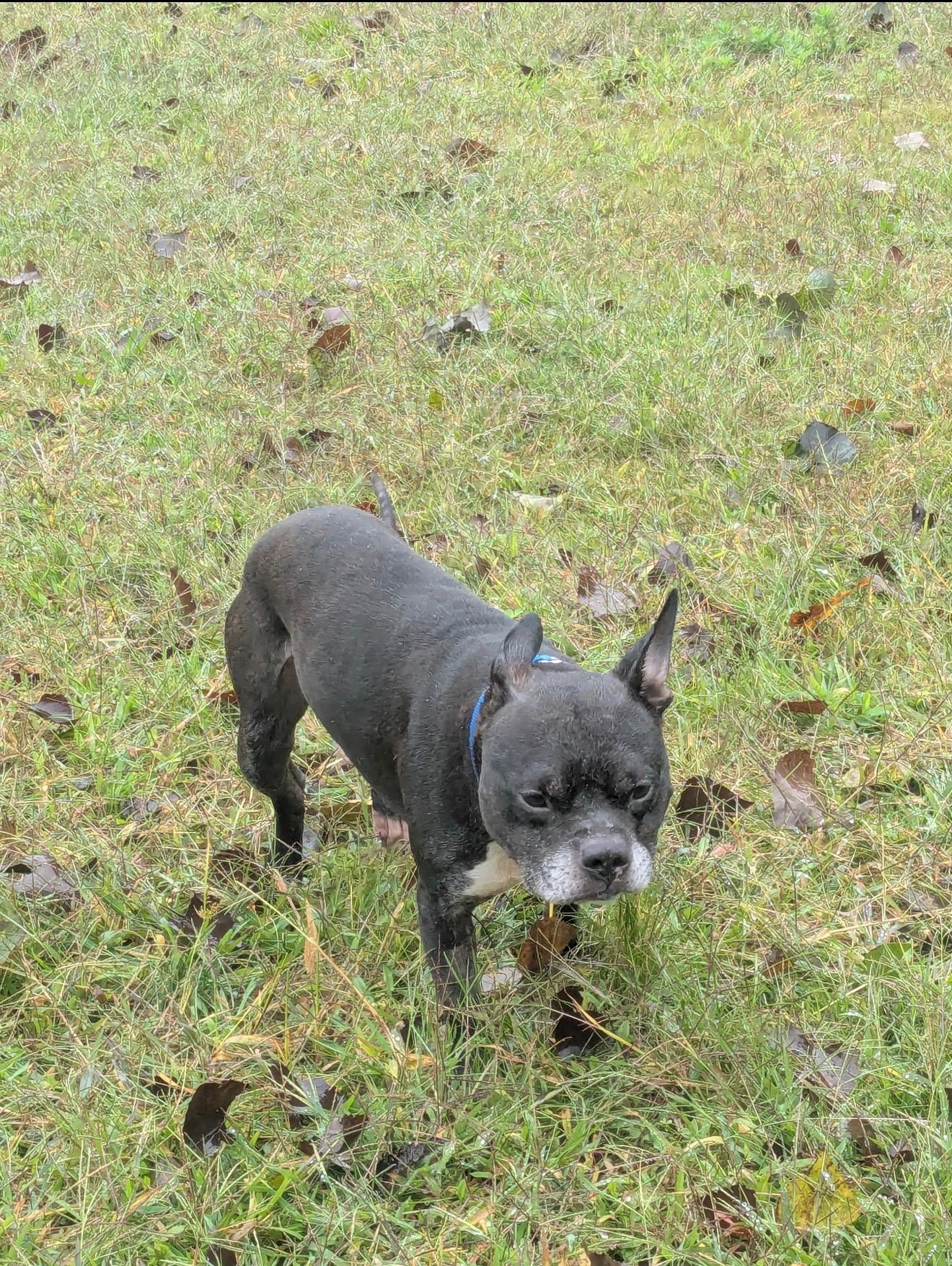 Enlarge COBRA KAI, a Adoptable mixed breed in New York, NY image 3/4