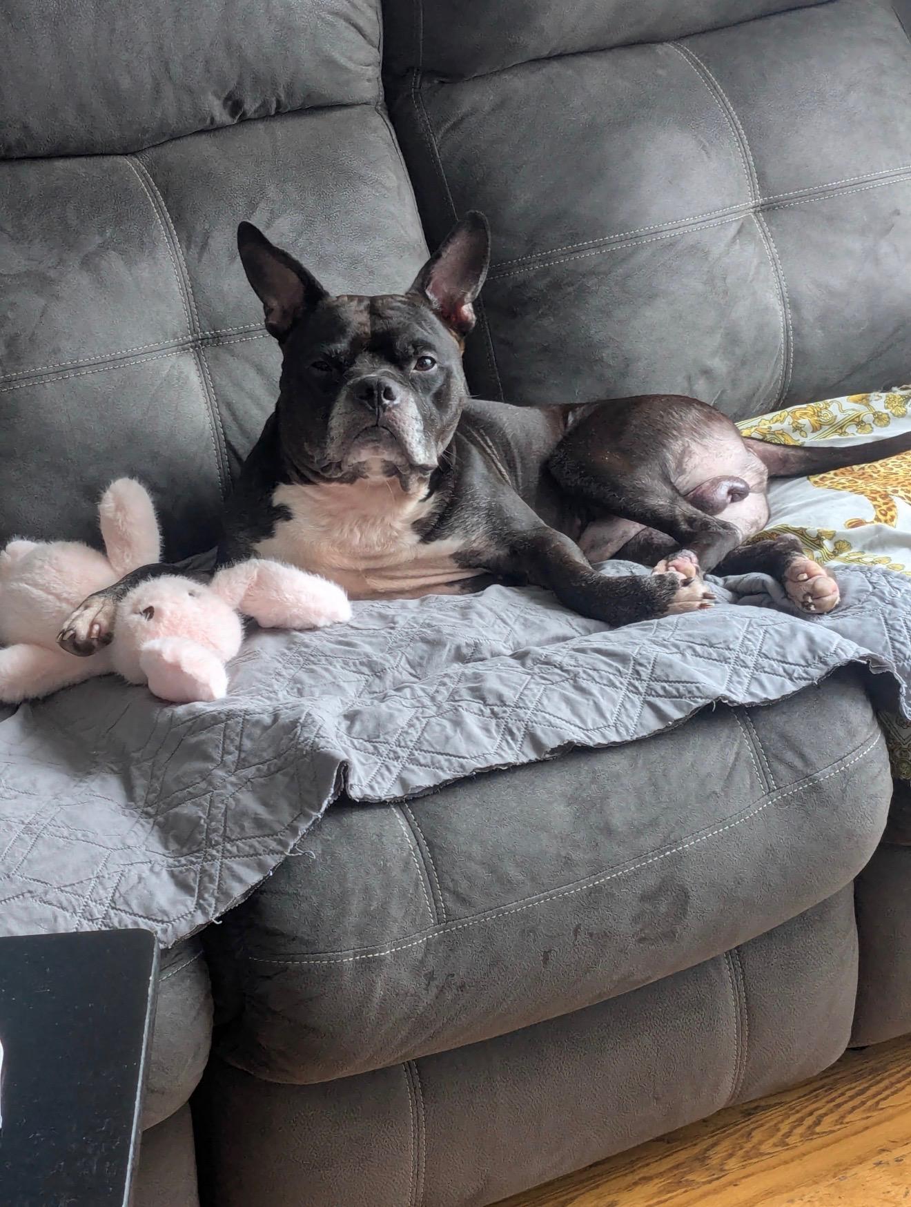 COBRA KAI, Adoptable, Adult Male Mixed Breed.