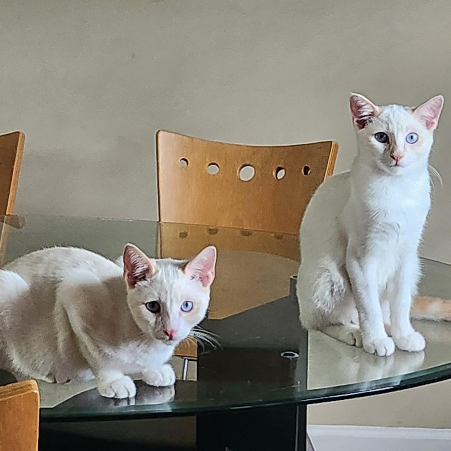 Craig & Deran (Bonded Brothers)