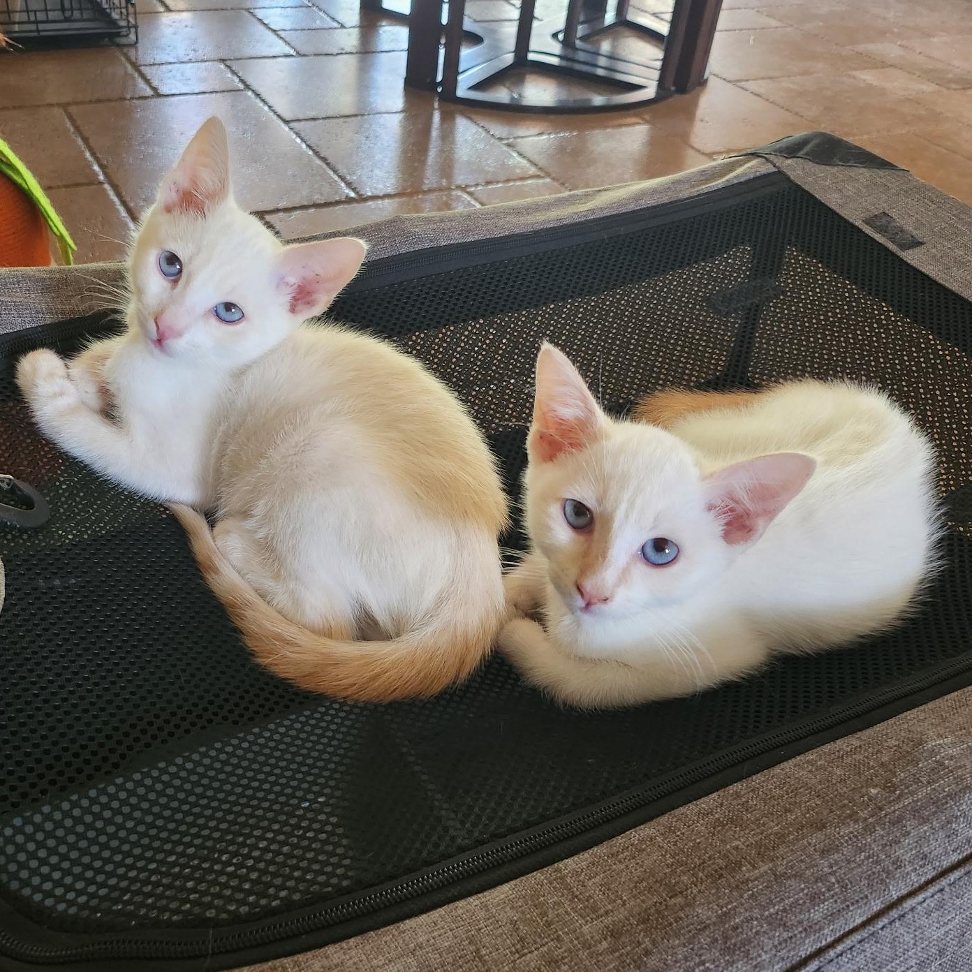 Craig & Deran (Bonded Brothers)