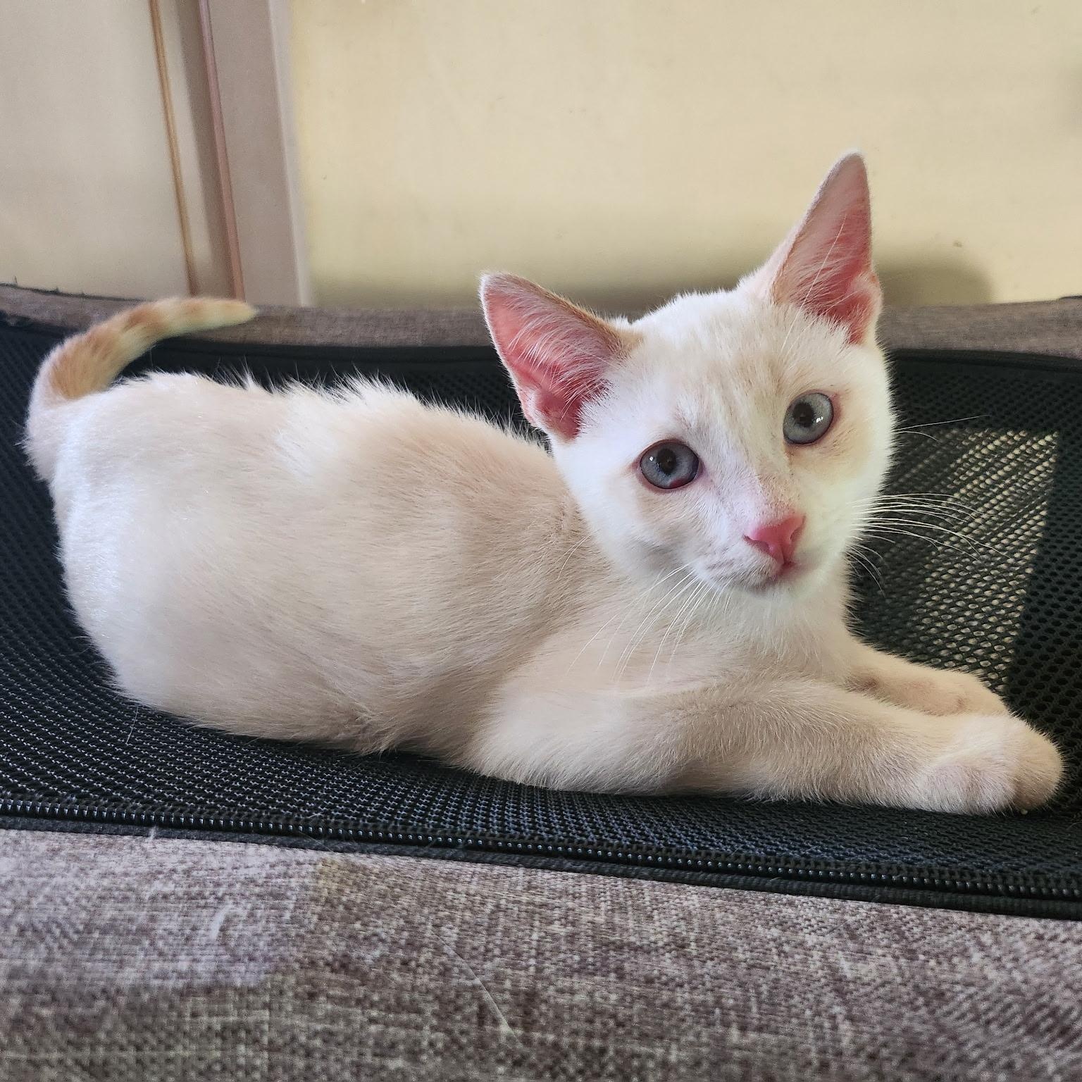 Craig & Deran (Bonded Brothers)