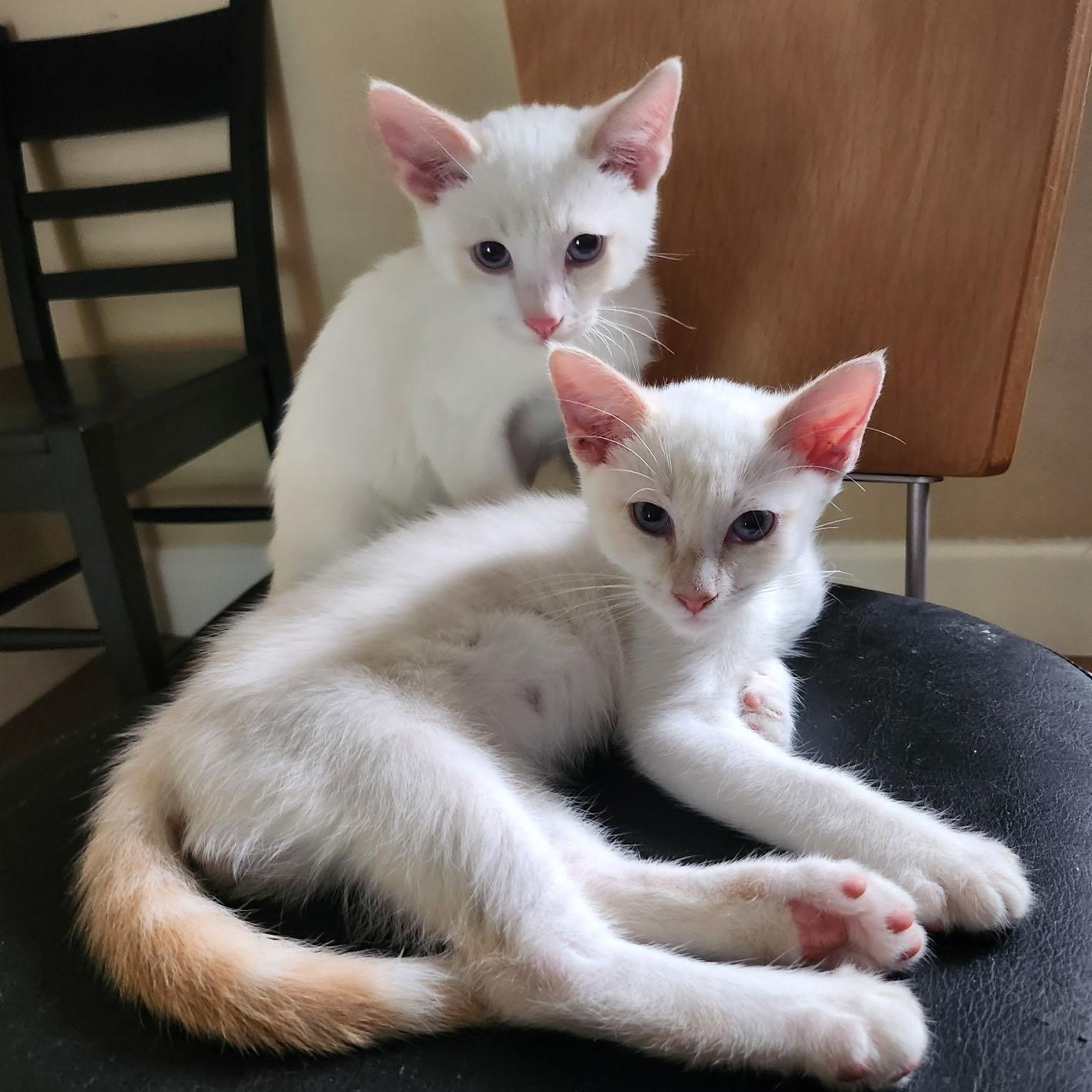 Craig & Deran (Bonded Brothers)