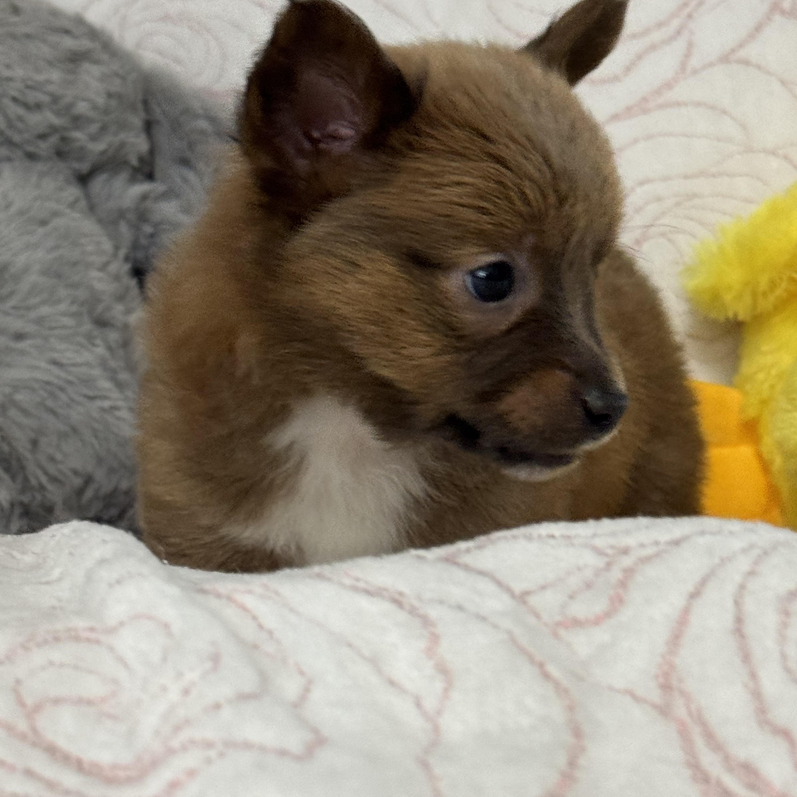 Sassy Pants thumbnail 2