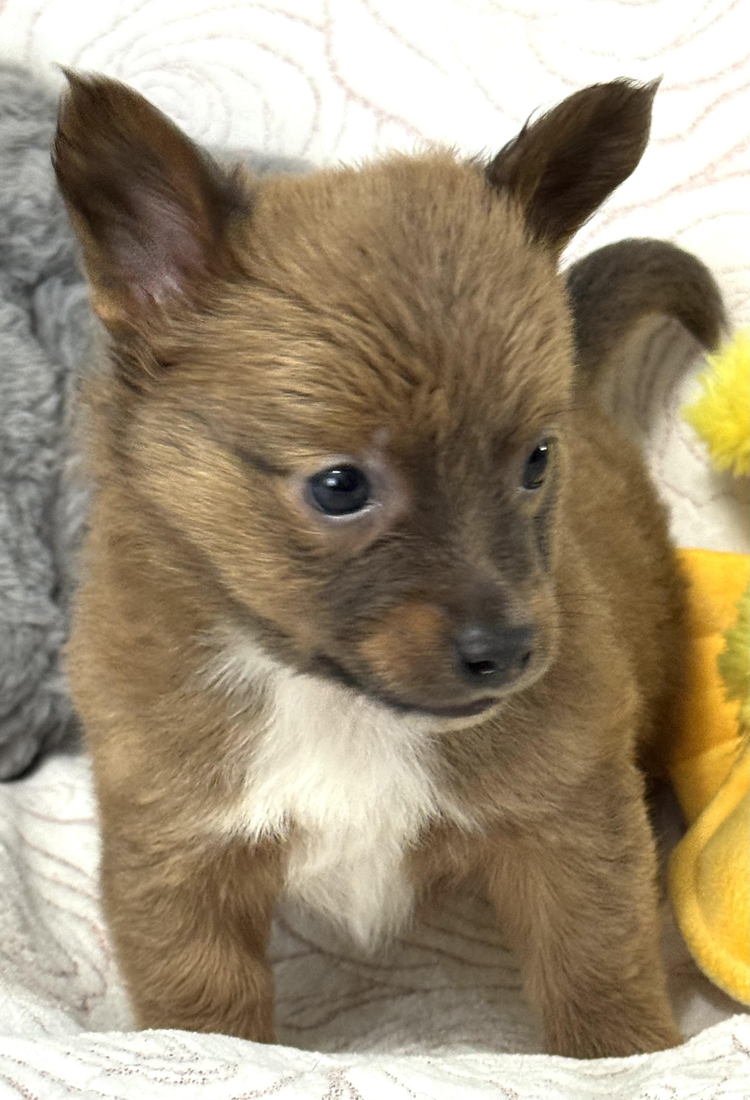 Sassy Pants thumbnail 3