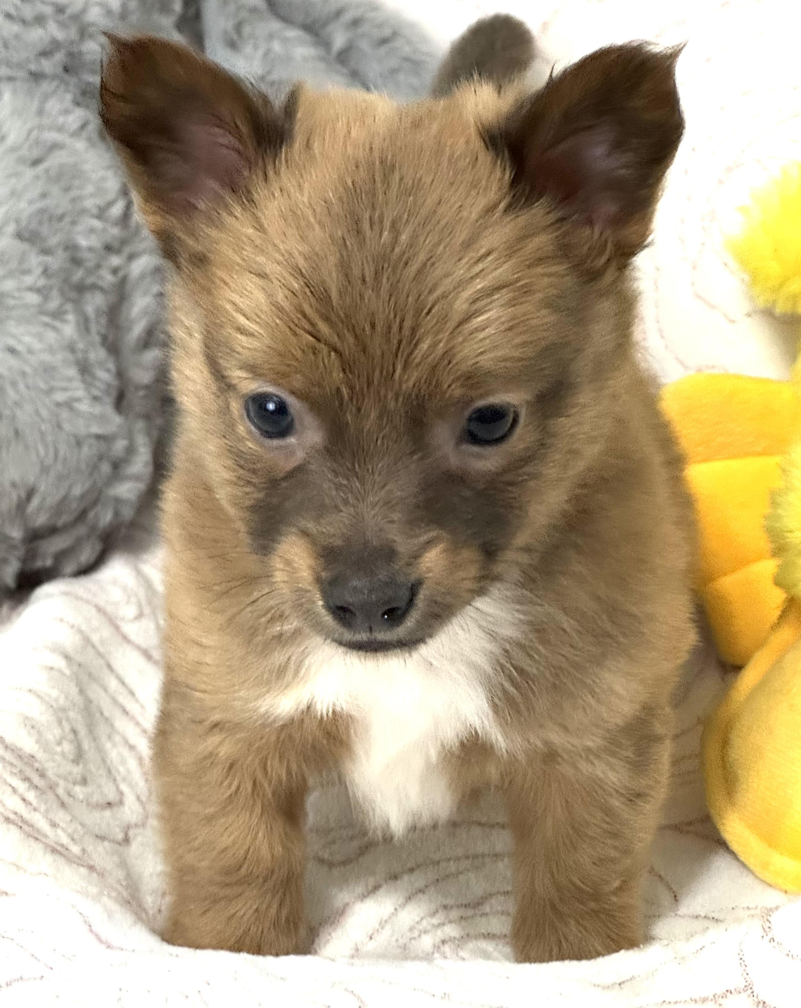 Sassy Pants thumbnail 4