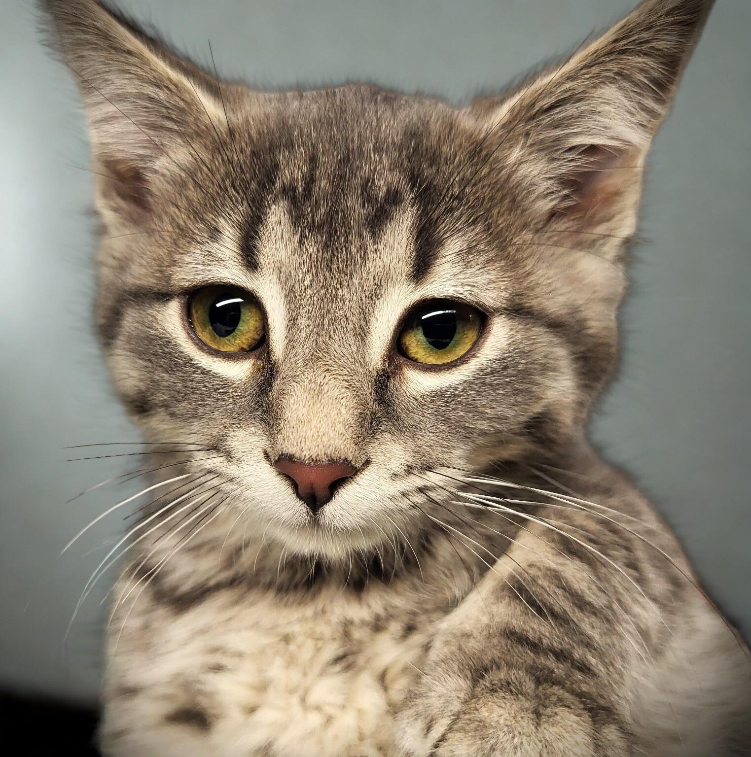 Butterbean, adopted, Kitten Female Domestic Medium Hair.