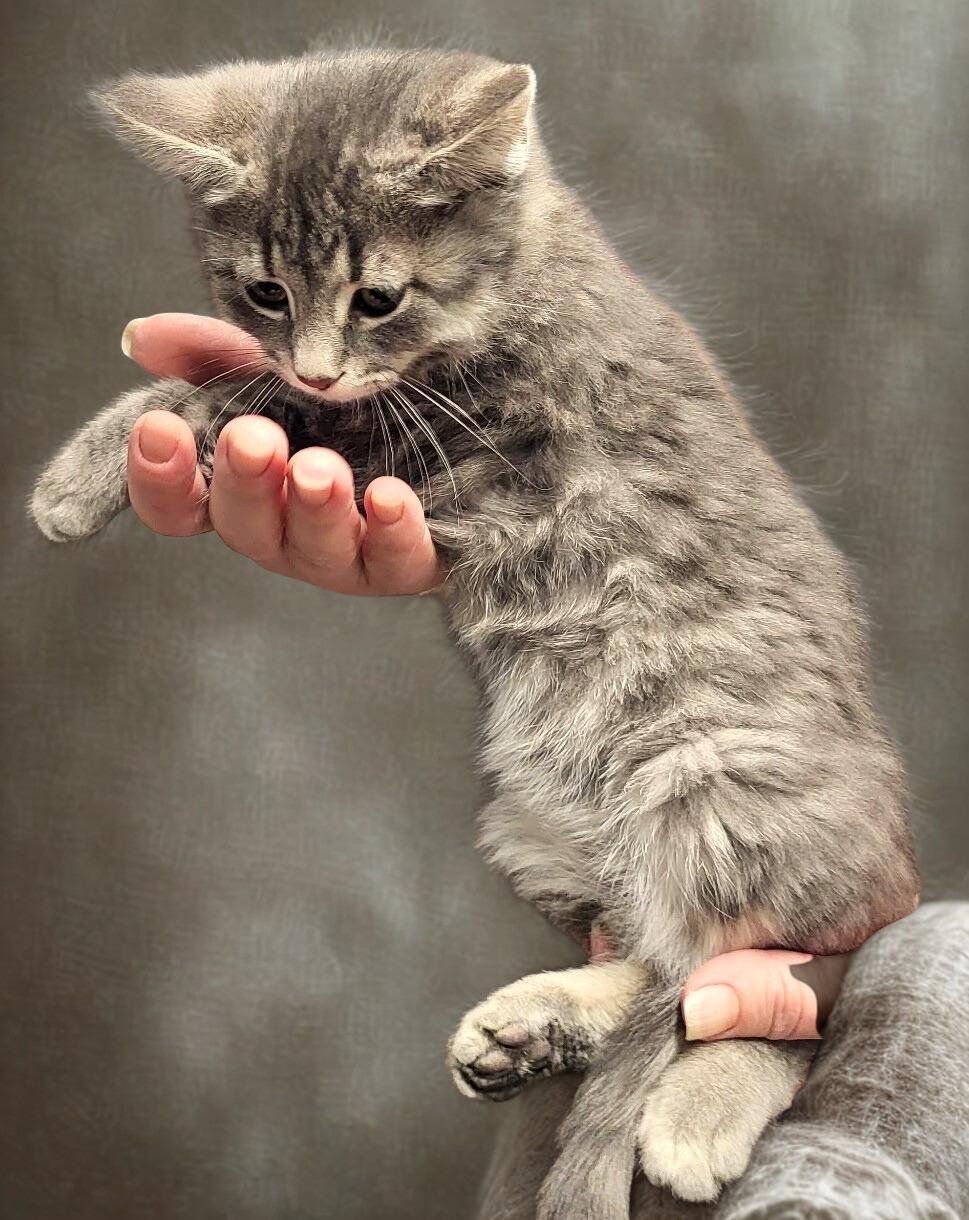 Enlarge Butterbean, an adopted Domestic Medium Hair in Mankato, MN image 2/2