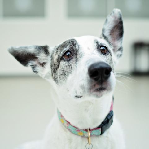 Katie, Adoptable, Senior Female Canaan Dog.