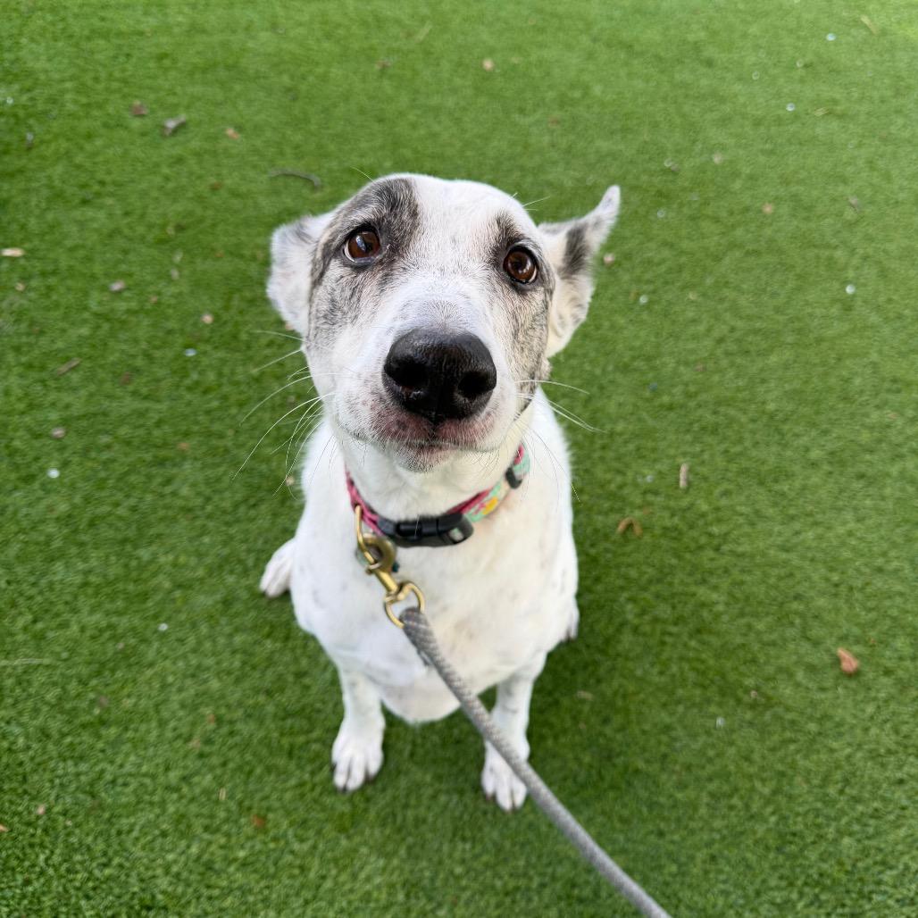 Katie, Adoptable, Senior Female Canaan Dog.