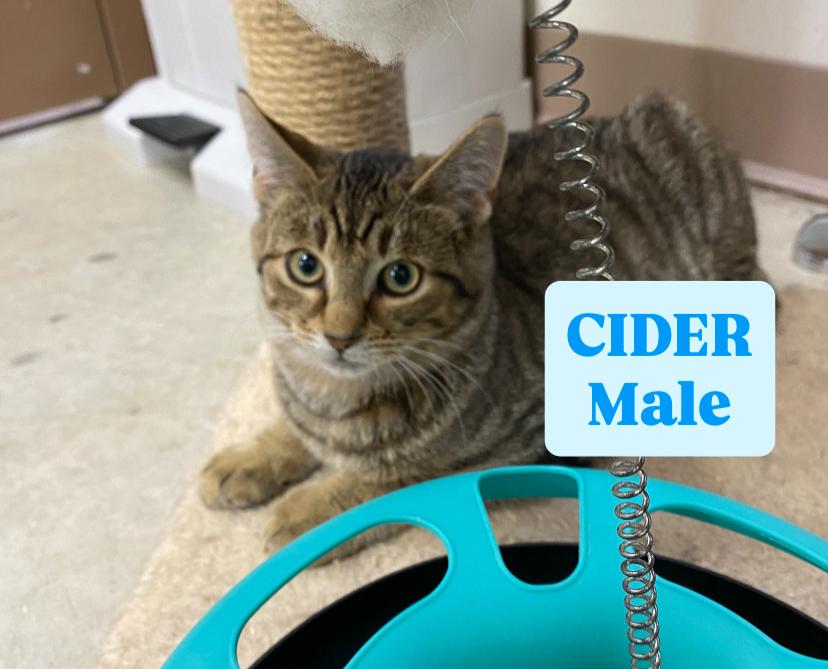 Enlarge Cider, an adopted Tabby in Cannington, ON image 1/1