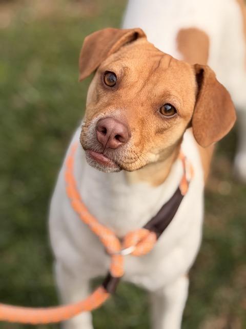 Enlarge Andi, a Adoptable mixed breed in Sparta, NJ image 1/5