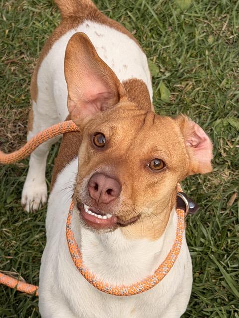 Enlarge Andi, a Adoptable mixed breed in Sparta, NJ image 2/5