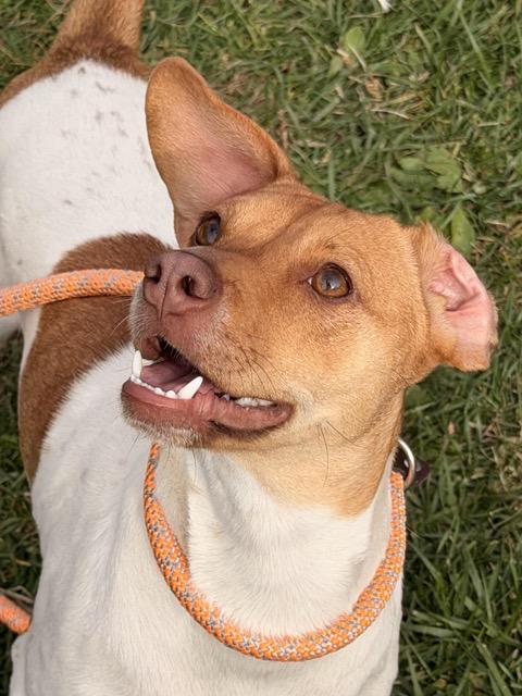 Enlarge Andi, a Adoptable mixed breed in Sparta, NJ image 3/5