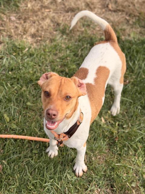 Enlarge Andi, a Adoptable mixed breed in Sparta, NJ image 4/5