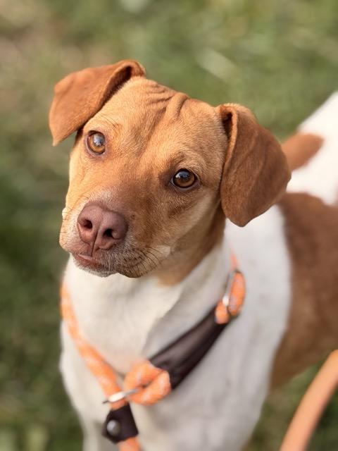 Enlarge Andi, a Adoptable mixed breed in Sparta, NJ image 5/5