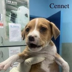 Cennet (20260219-08) — thumbnail 2