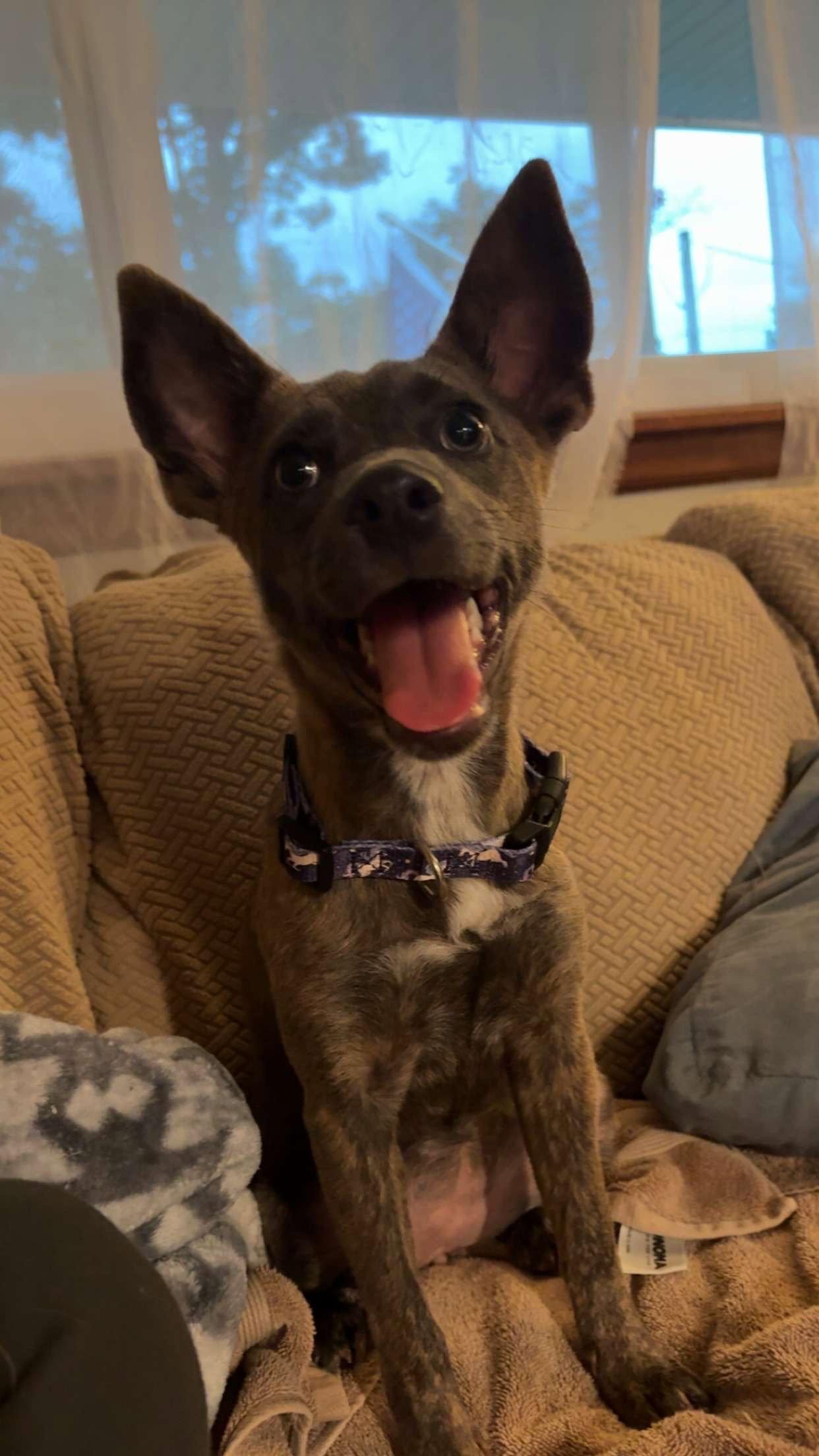 Maybel, Adoptable, Young Female Dutch Shepherd.